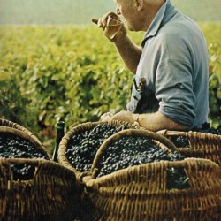 Time-Life+France+vineyard1