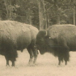 Buffalo+roaming1