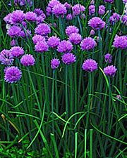 Chives+with+blooms