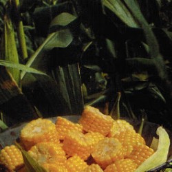 Corn+on+cob+pieces
