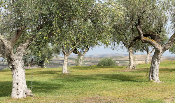 Butera grove of olive trees 1