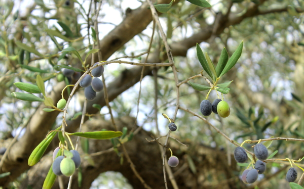 Butera olive branch 1