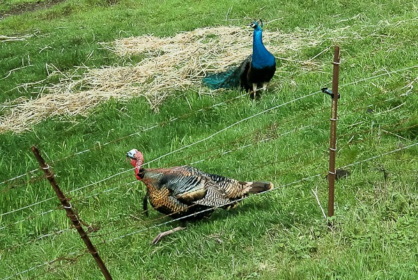 Peacock and turkey