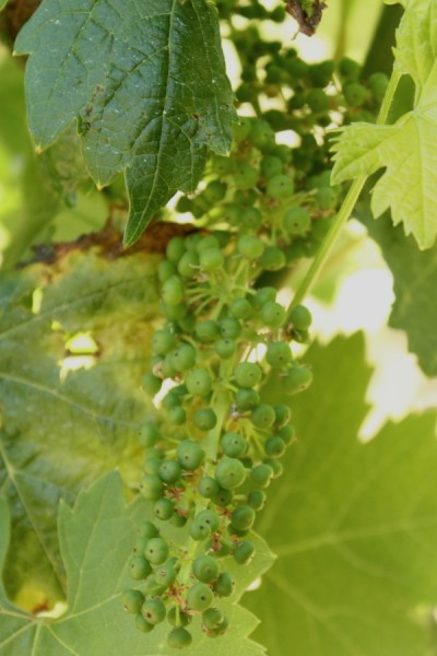 Dry Creek tiny grapes in cluster