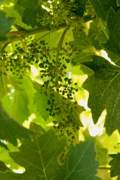 Dry Creek tiny grapes on vine