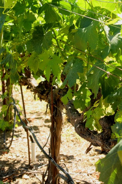 Dry Creek vine tree