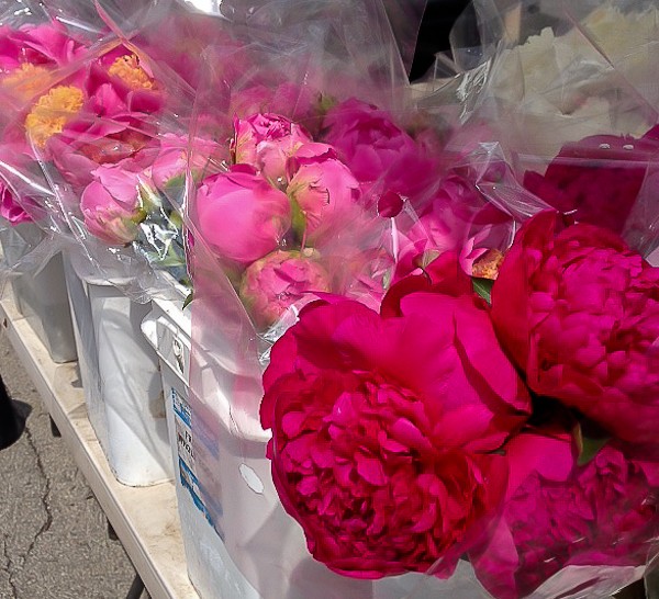 Lib FM peonies