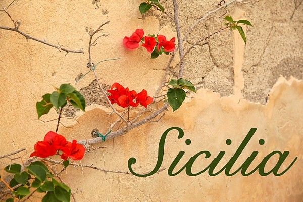 Butera flowers on wall with Sicily