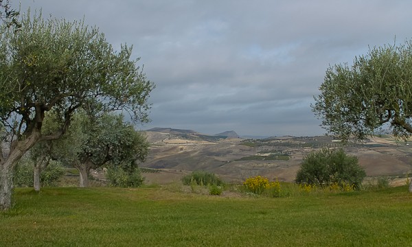 Butera olive grove