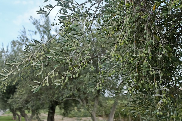 Butera olive trees with green olives