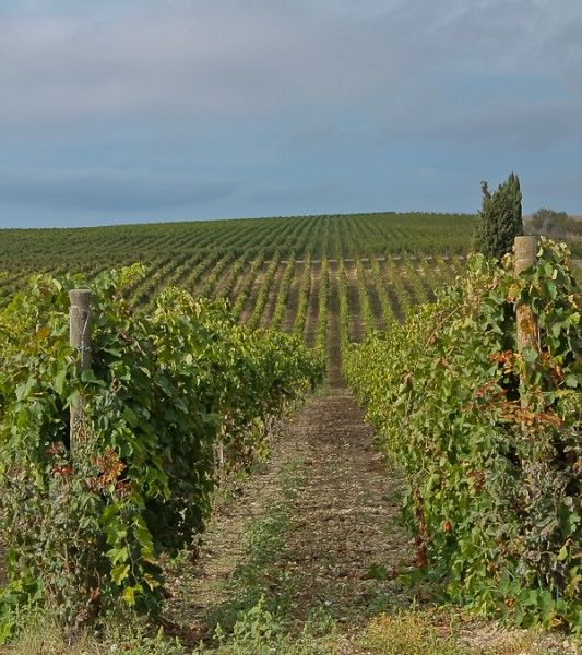 Butera vineyard