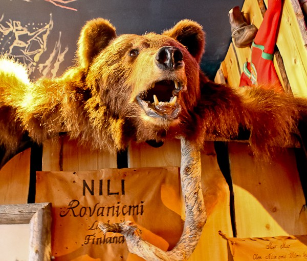 Nili bear