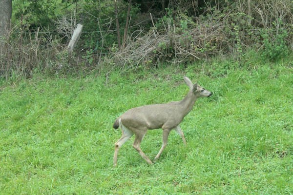 Point Reyes deer