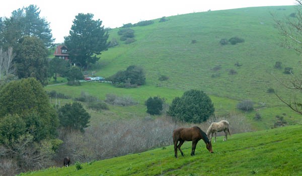 Point Reyes horses