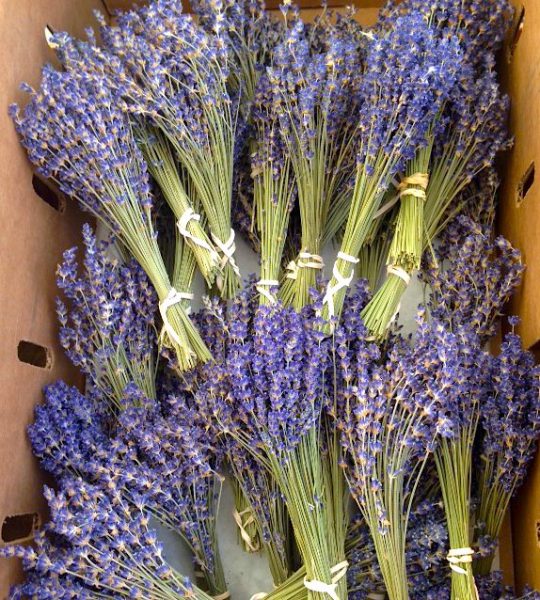 lavender bunch