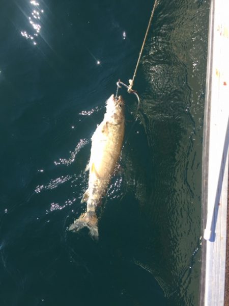 Fish from Lake Superior